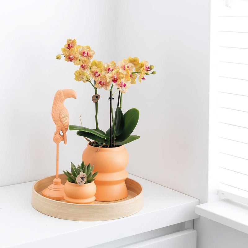 Kolibri Orchids | Oranje Phalaenopsis orchidee – Jamaica + Tower sierpot peach – potmaat Ø9cm – 40cm hoog | bloeiende kamerplant in bloempot - vers van de kweker