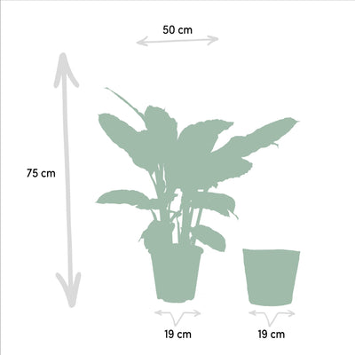 Calathea Warscewiczii met mand - 65-75cm hoog, ø19cm - Kamerplant - Schaduwplant - Luchtzuiverend - Vers van de kwekerij