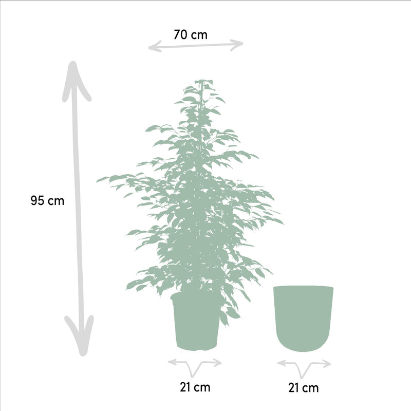Ficus benjamina Twilight + Pot Mayk Lead - ↨95cm - Ø21cm