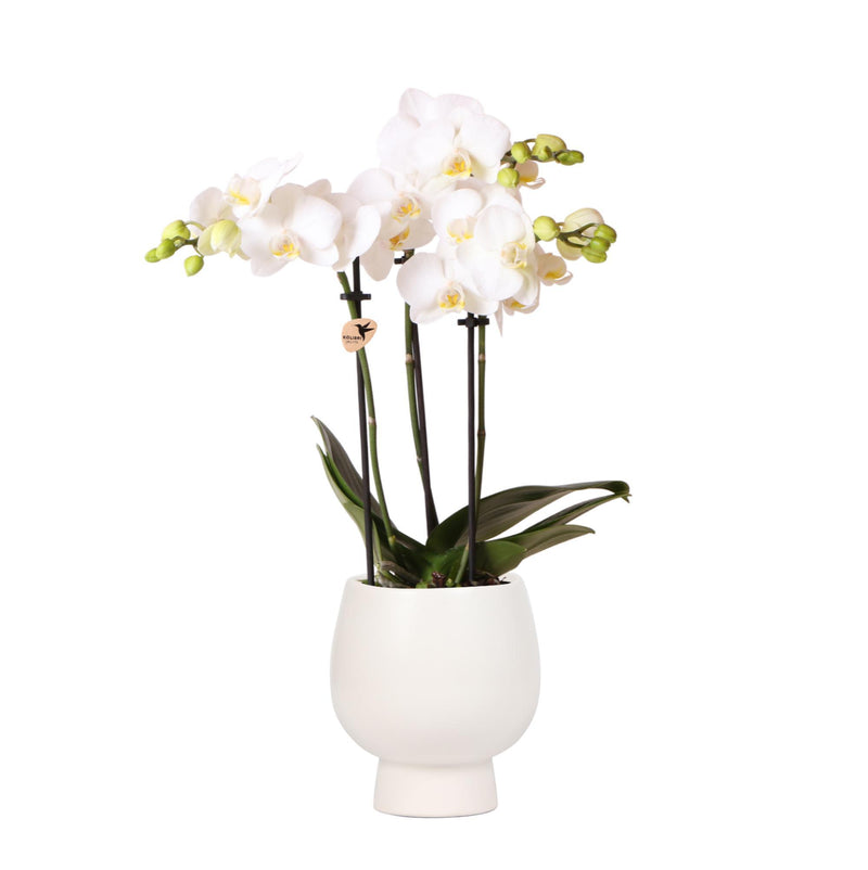 Kolibri Orchids | Witte Phalaenopsis orchidee – Amabilis + Scandic sierpot wit – potmaat Ø9cm – 40cm hoog | bloeiende kamerplant in bloempot - vers van de kweker