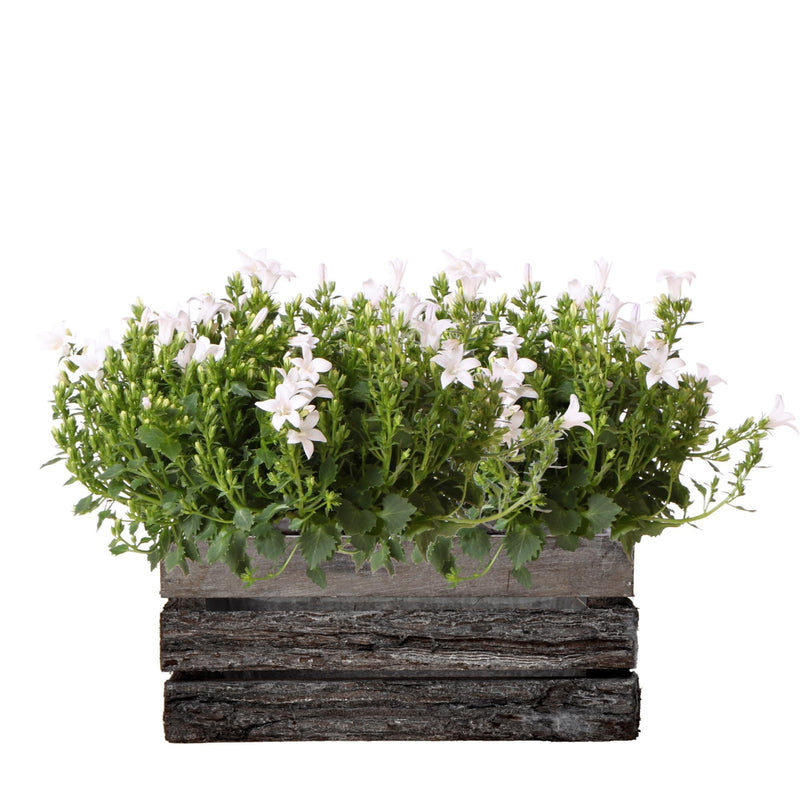 Campanula Addenda Ambella white - Houten schaal met 2 tuinplanten - potmaat 12cm - vaste plant - winterhard