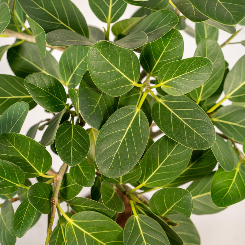 Ficus benghalensis Petite Audrey - ↨90cm - Ø21cm