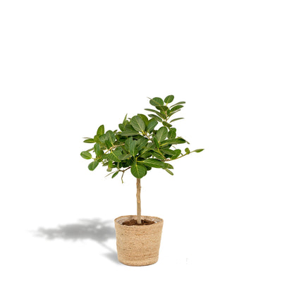 Ficus benghalensis Petite Audrey + Mand Selin - ↨90cm - Ø21cm