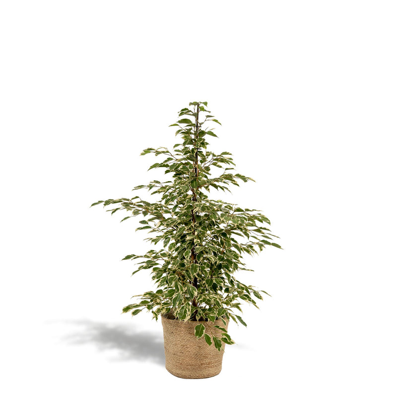 Ficus benjamina Twilight + Mand Selin - ↨95cm - Ø21cm
