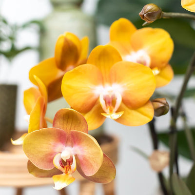 Kolibri Orchids | Oranje phalaenopsis orchidee Las Vegas in cognac kleurige Glazed sierpot - potmaat Ø12cm