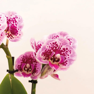 Kolibri Orchids | Roze paarse Phalaenopsis orchidee - El Salvador + Happy Face sierpot roze - potmaat Ø9cm - 40cm hoog | bloeiende kamerplant - vers van de kweker