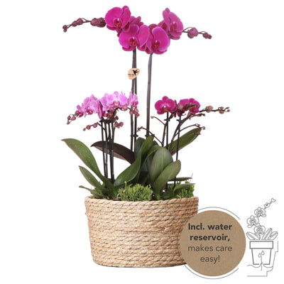 Kolibri Orchids | paarse plantenset in Reed Basket incl. waterreservoir | drie paarse orchideeën en drie groene planten Rhipsalis | Field Bouquet paars met zelfvoorzienend waterreservoir