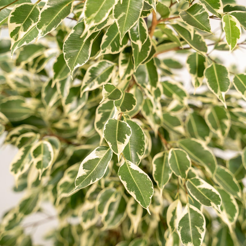 Ficus benjamina Twilight + Pot Mayk Gold - ↨95cm - Ø21cm