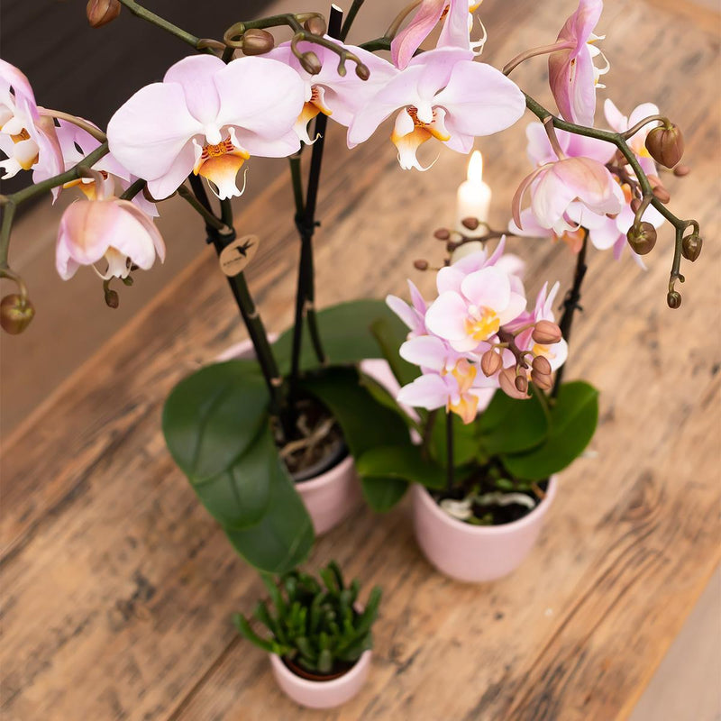 Kolibri Orchids | Roze phalaenopsis orchidee in roze Glazed sierpot - potmaat Ø12cm