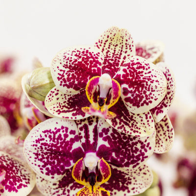 Kolibri Orchids | Geel rode phalaenopsis orchidee - Spain in Retro sierpot terracotta - potmaat Ø9cm - 45cm hoog | bloeiende kamerplant - vers van de kweker