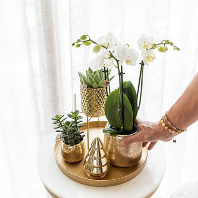 Complete Planten set Luxury goud | Groene planten set met witte Phalaenopsis orchidee en Succulenten incl. gouden keramieken sierpotten & kerstboom accessoire