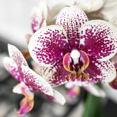 Kolibri Orchids | Geel/ rode Phalaenopsis orchidee – Spain + Floating sierpot black – potmaat Ø9cm – 45cm hoog | bloeiende kamerplant in bloempot - vers van de kweker