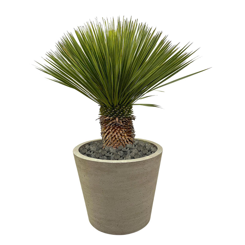 Yucca Rostrata - ↨120cm- Ø35