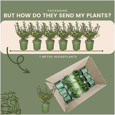 Plants by Frank - 1 meter  Hulst haag - Ilex crenata 'Jenny'® - Set van 6 winterharde haagplanten - Groenblijvende haag - Vers van de kwekerij geleverd