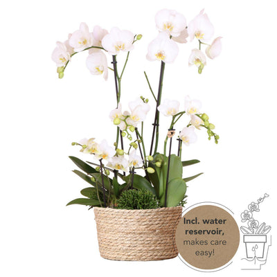 Kolibri Orchids | witte plantenset in Reed Basket incl. waterreservoir | drie witte orchideeën en drie groene planten Rhipsalis | Field Bouquet wit met zelfvoorzienend waterreservoir